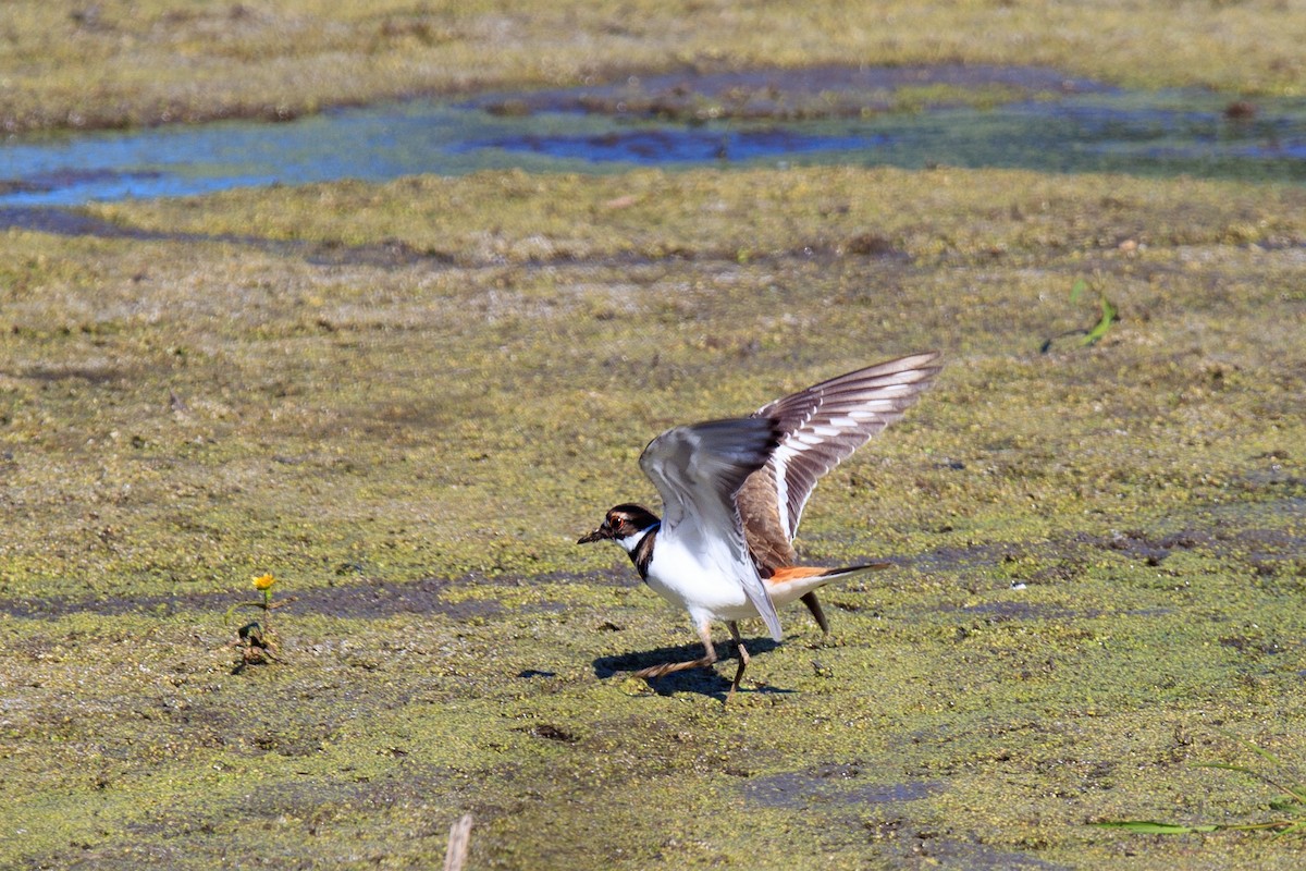 Killdeer - ML644547435