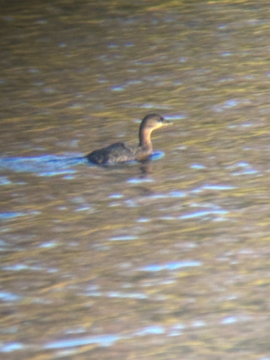 ringnebbdykker - ML644547436