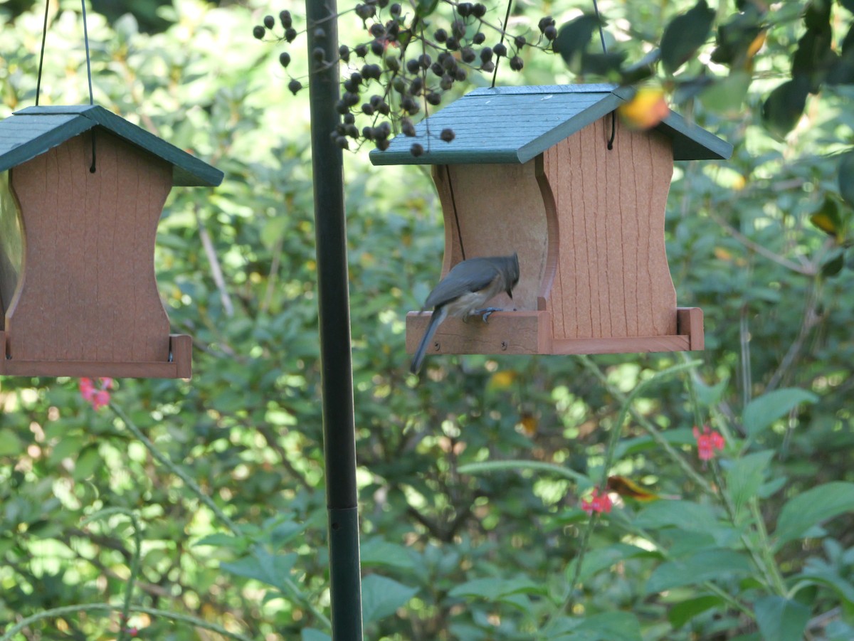 Tufted Titmouse - ML644547437