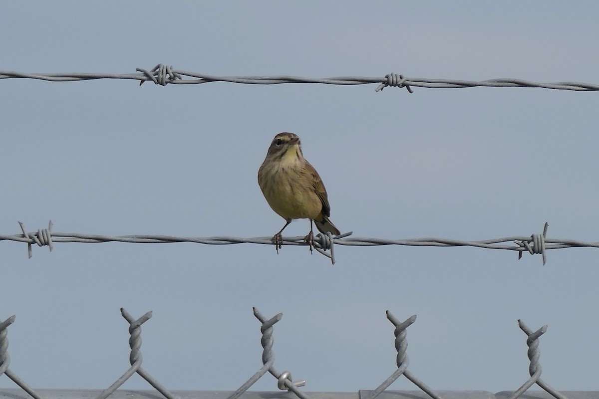 Palm Warbler - ML644547438