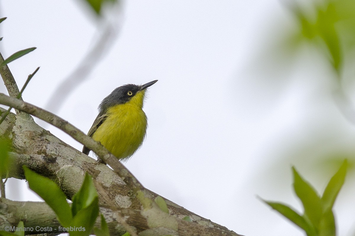 Common Tody-Flycatcher - ML644547439