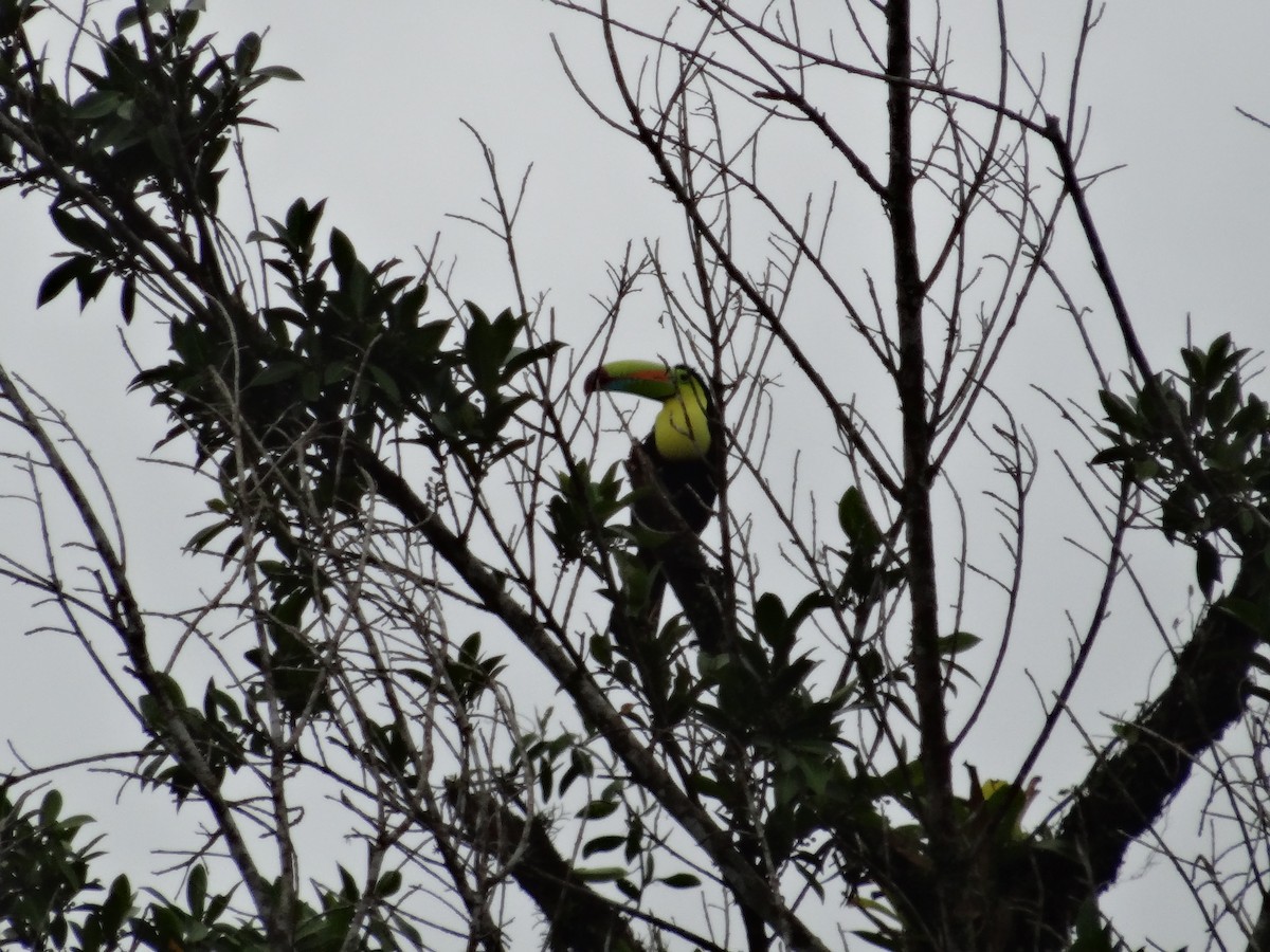 Keel-billed Toucan - ML644547440