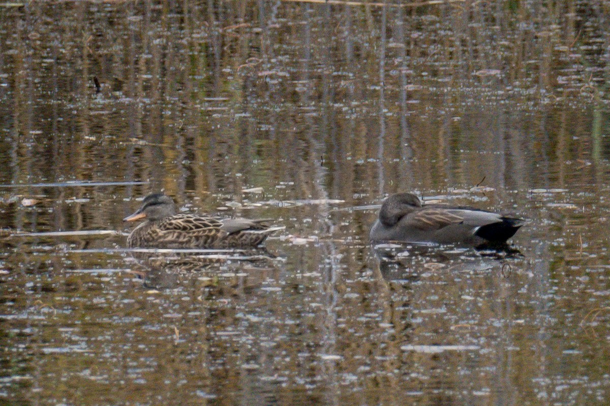 赤膀鴨 - ML644547441