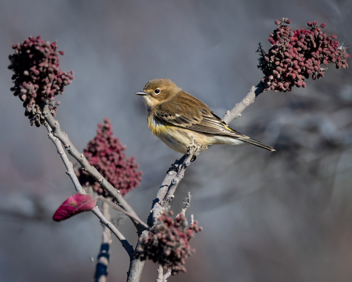 Yellow-rumped Warbler - ML644547442