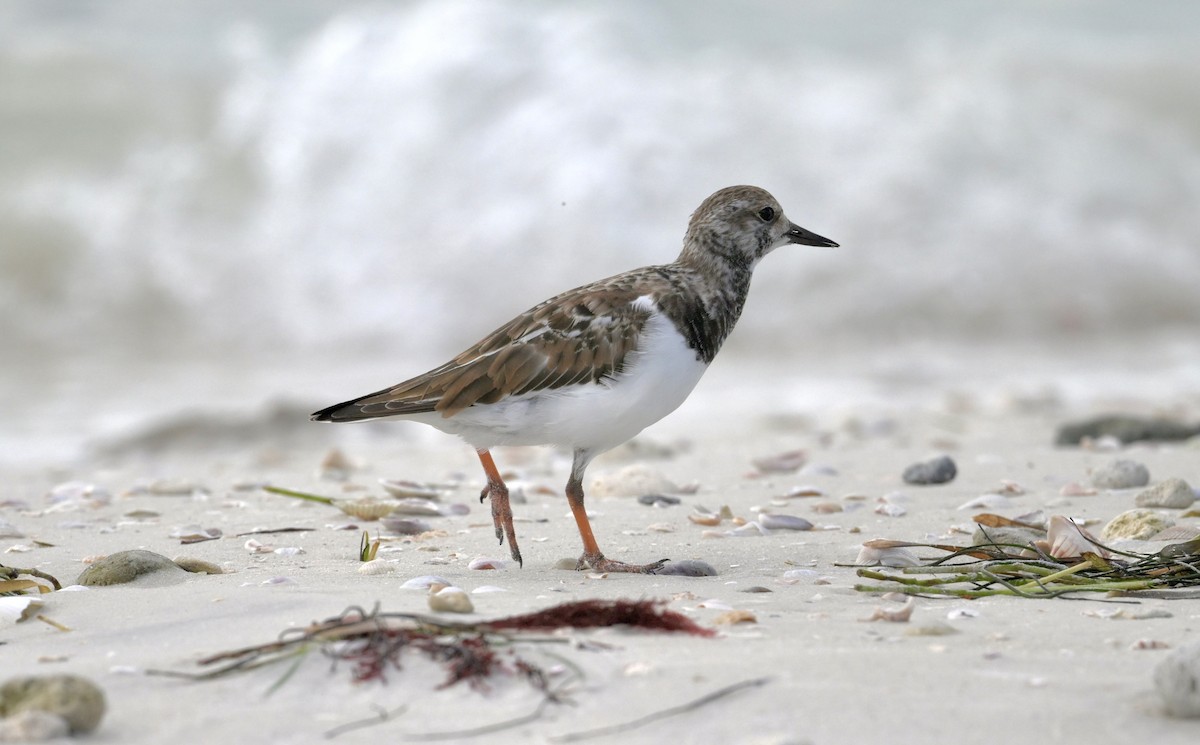 翻石鷸 - ML644547444