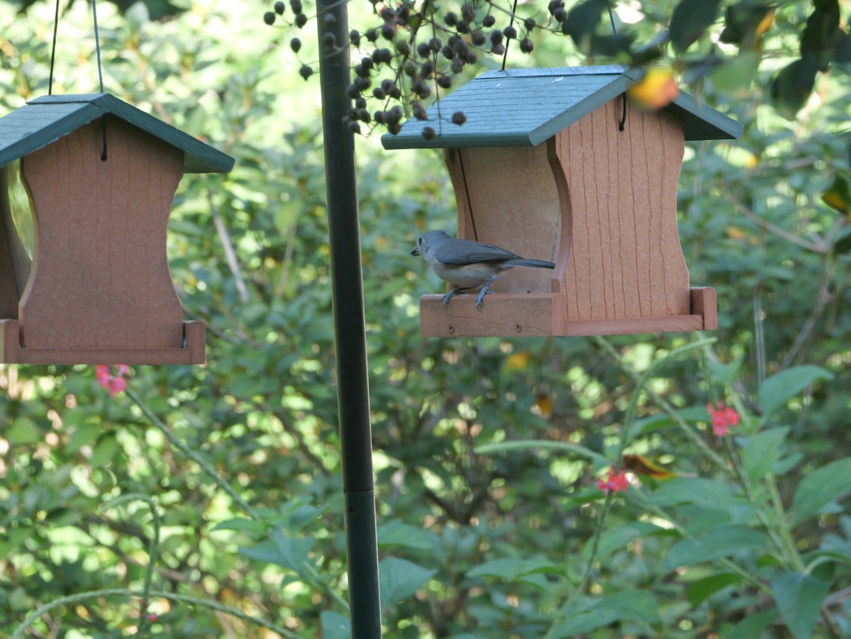 Tufted Titmouse - ML644547445