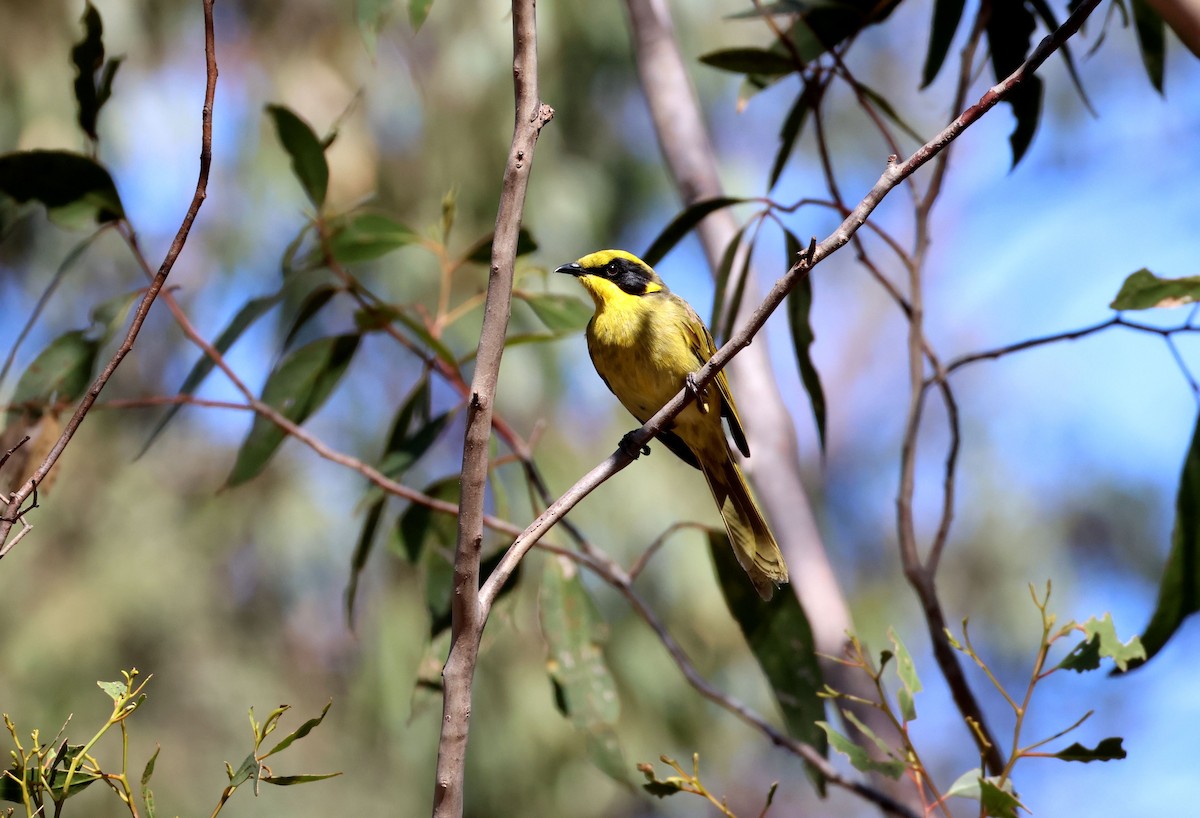 Yellow-tufted Honeyeater - ML644547446