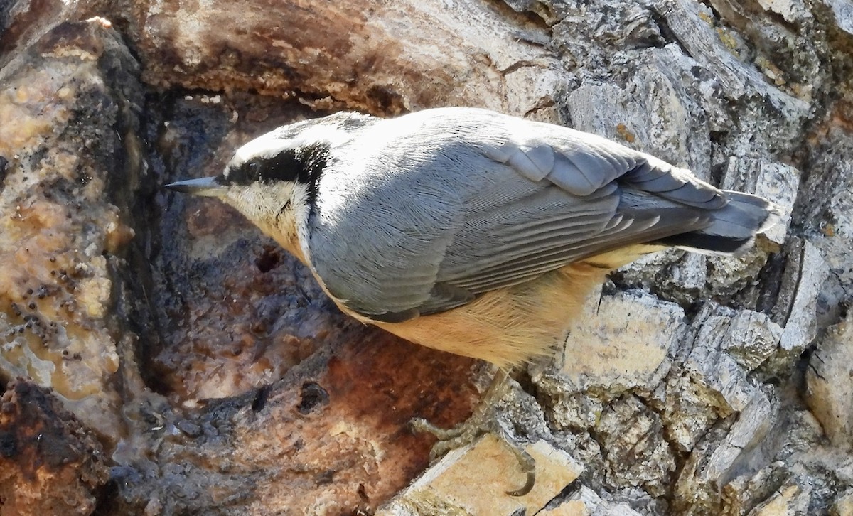 Red-breasted Nuthatch - ML644547447