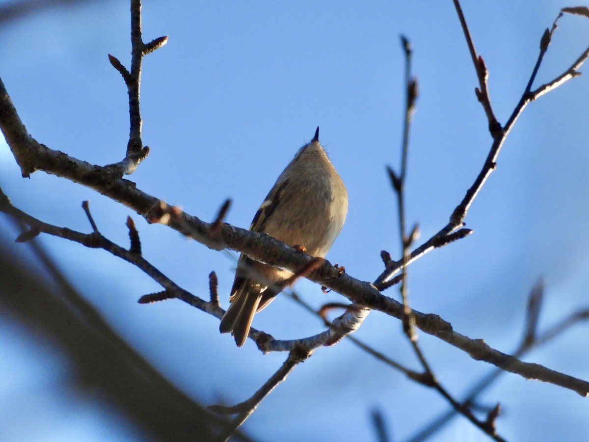 Golden-crowned Kinglet - ML644547448