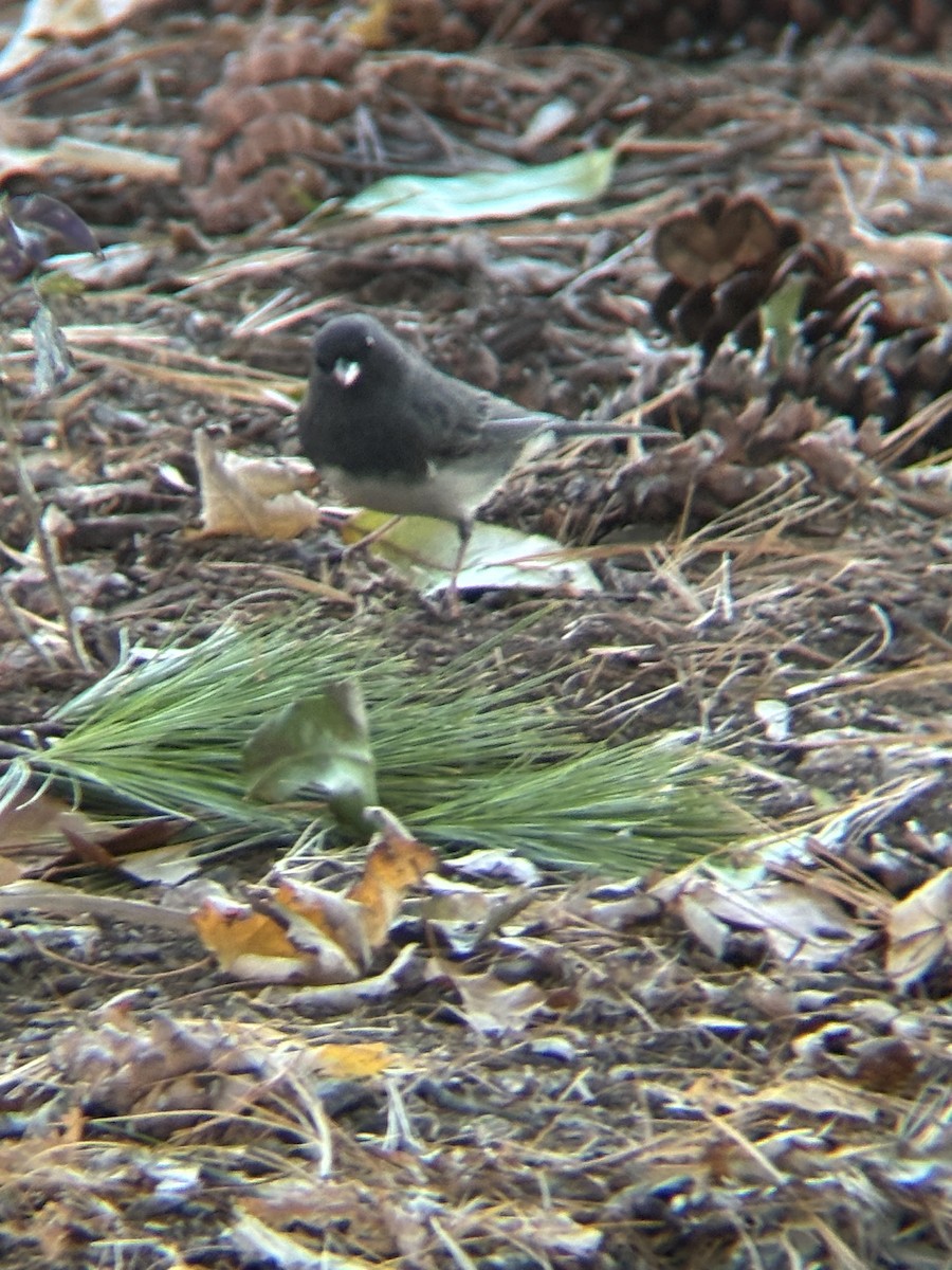 vinterjunko (hyemalis/carolinensis) - ML644547449