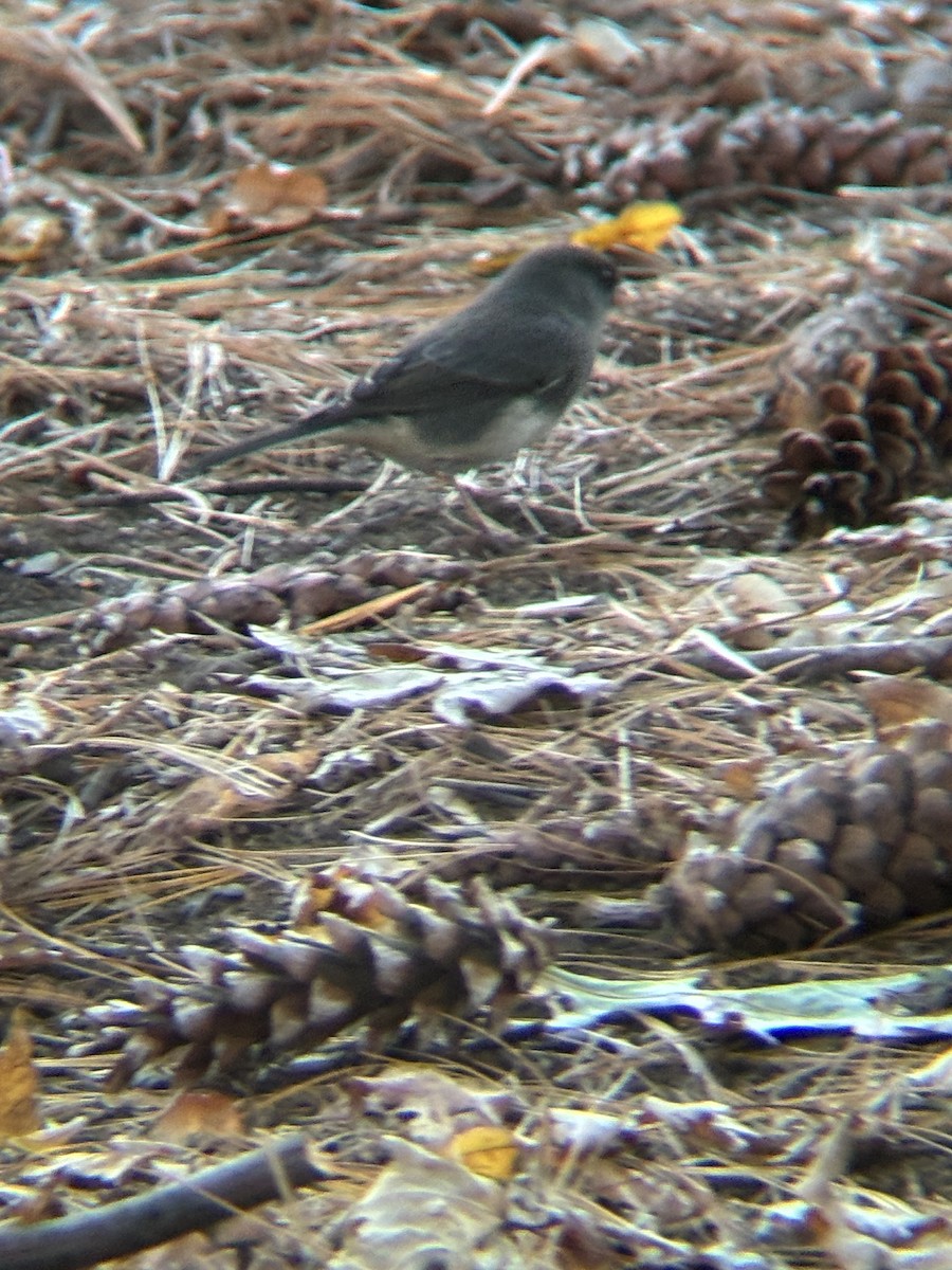 Dark-eyed Junco (Slate-colored) - ML644547450