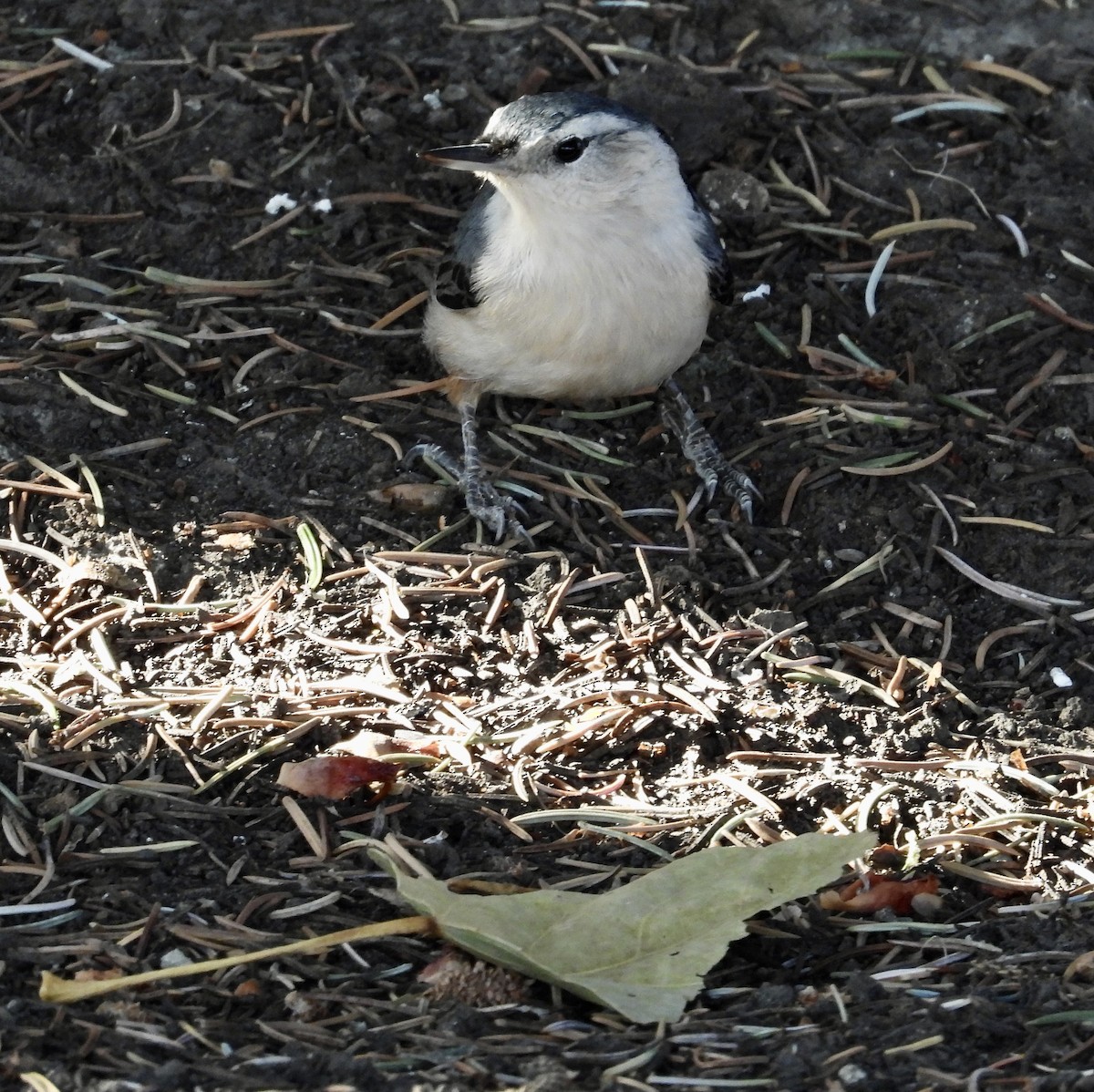 White-breasted Nuthatch - ML644547451