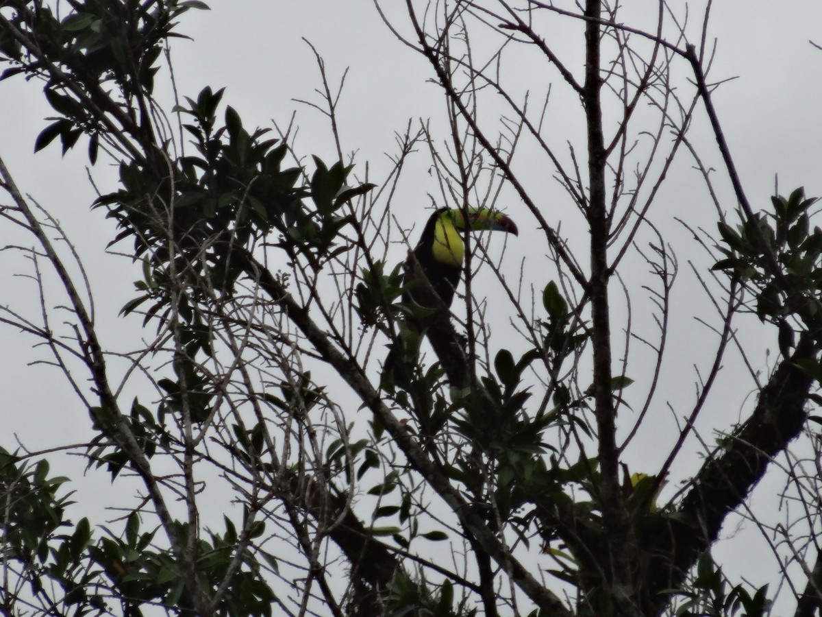 Keel-billed Toucan - ML644547452