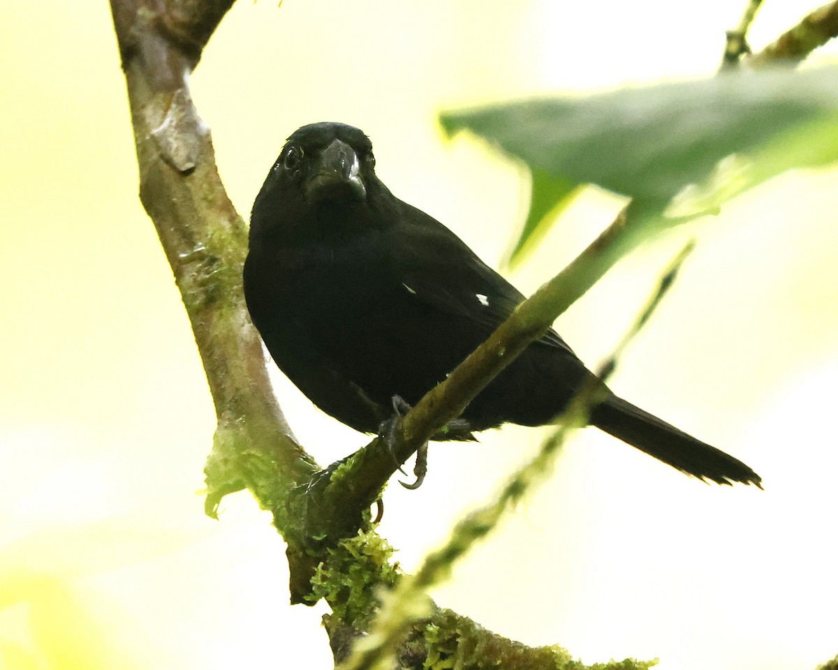 Thick-billed Seed-Finch - ML644547456