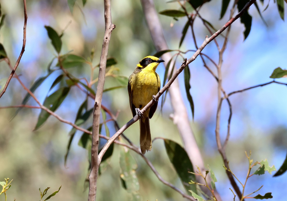 Yellow-tufted Honeyeater - ML644547457