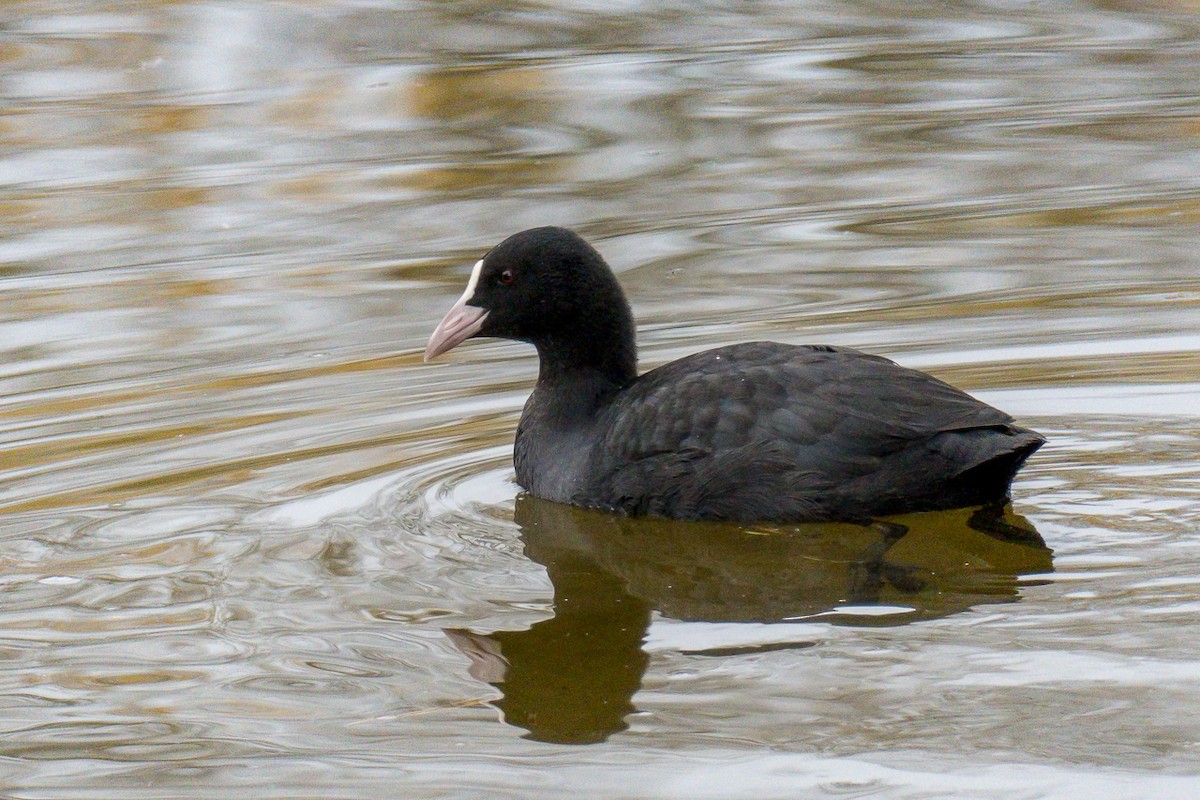 白冠雞 - ML644547458