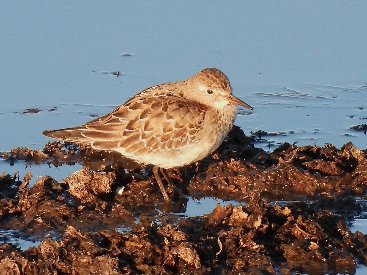 White-rumped Sandpiper - ML644547461