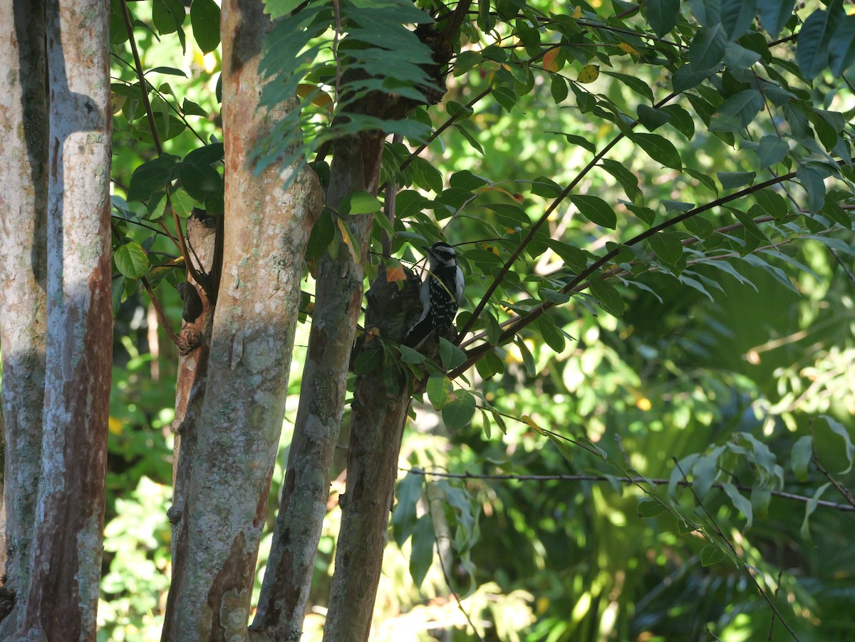 Downy Woodpecker (Eastern) - ML644547462
