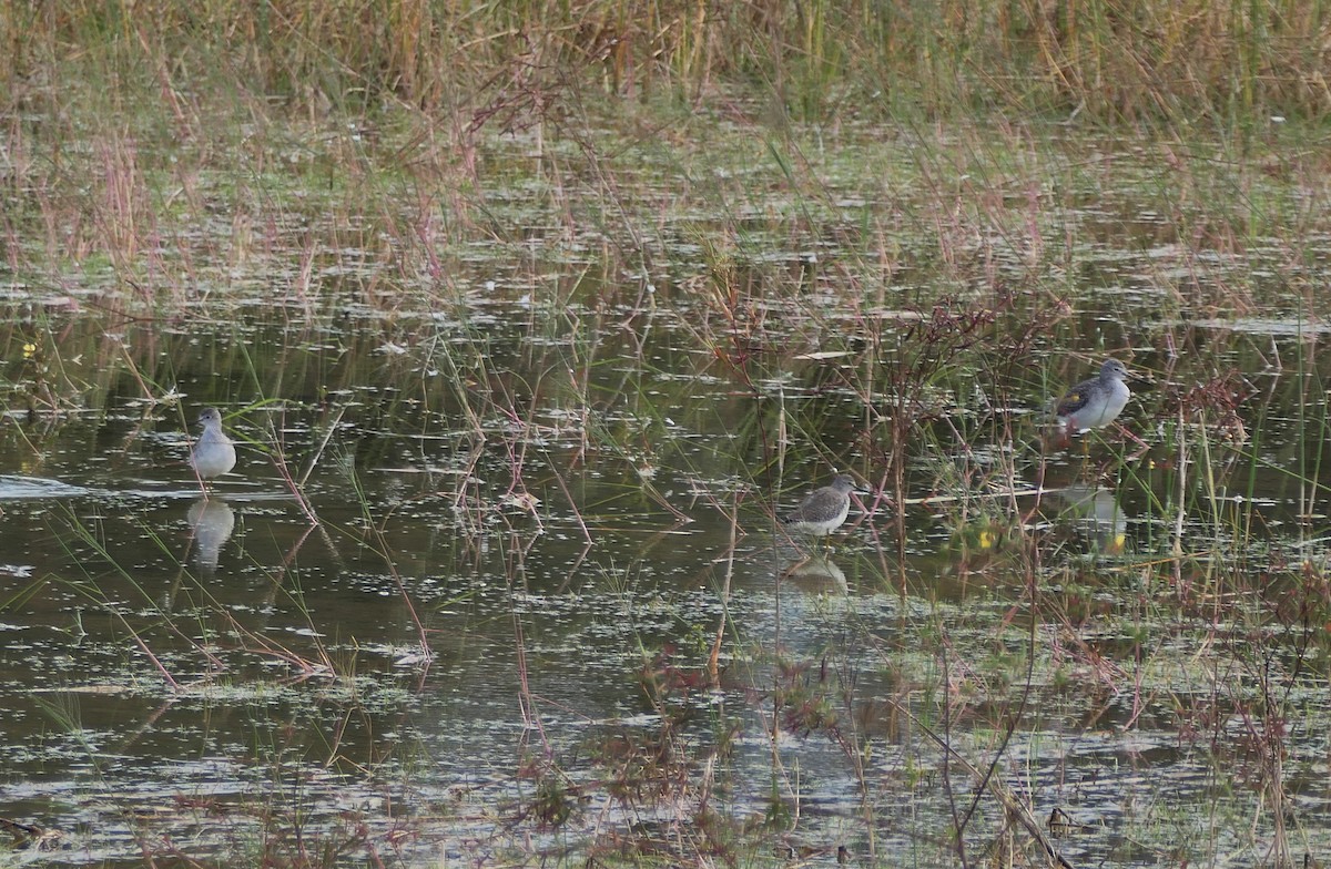 小黃腳鷸 - ML644547463