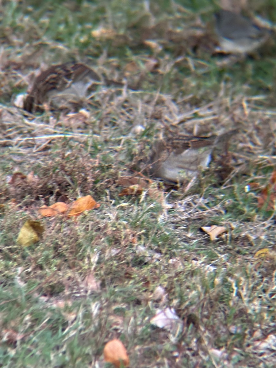 White-throated Sparrow - ML644547464