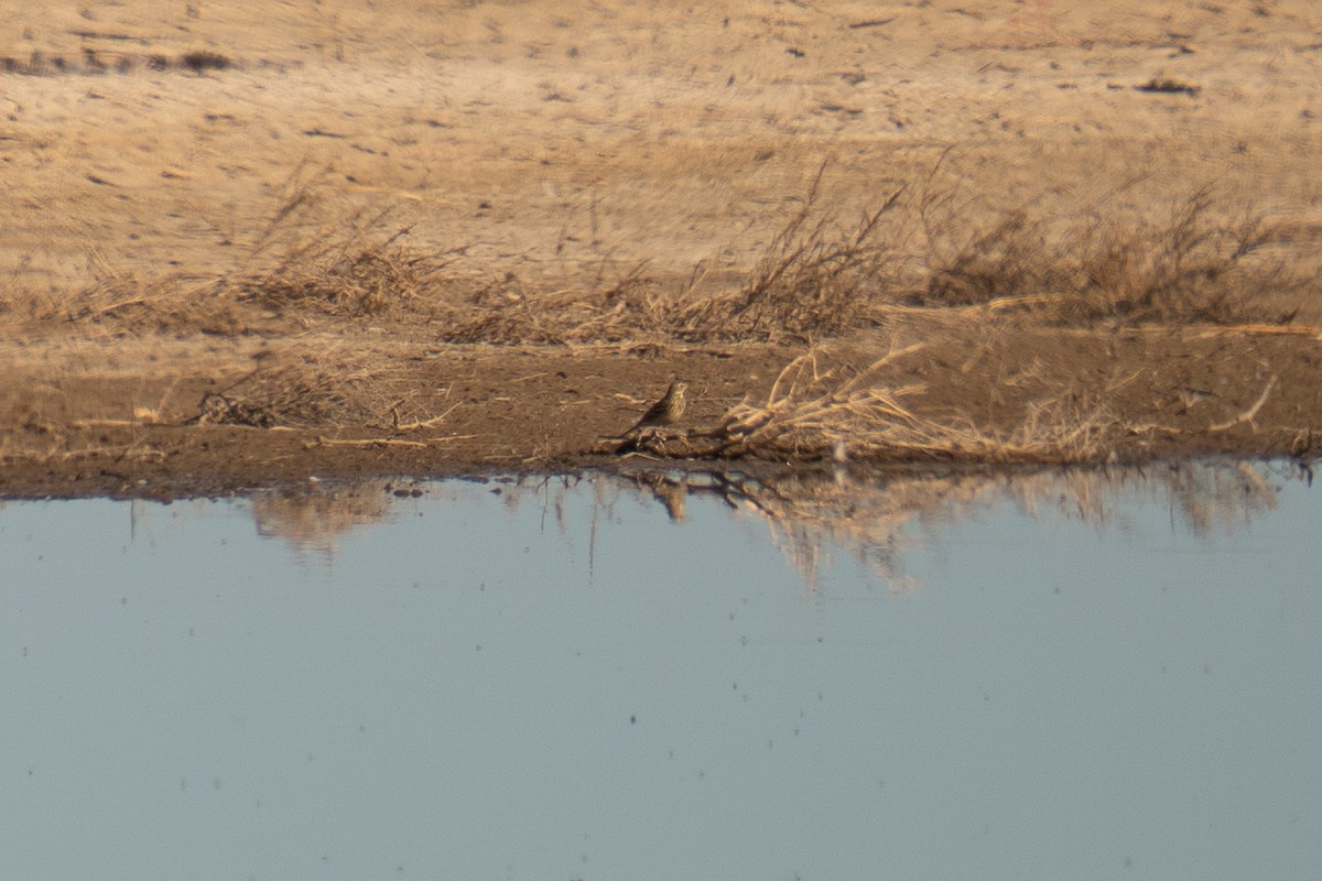 アメリカタヒバリ - ML644547467