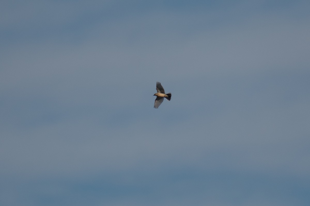 アメリカタヒバリ - ML644547468