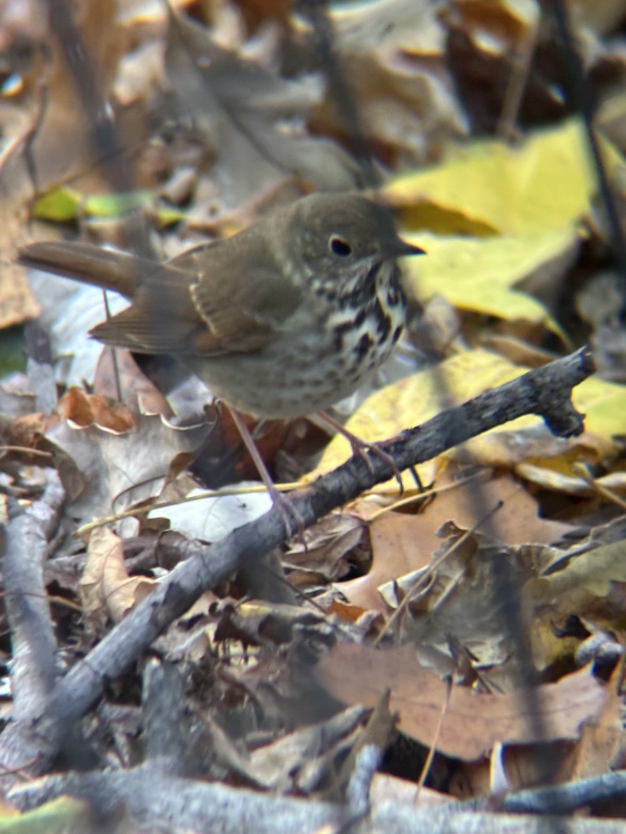 Hermit Thrush (faxoni/crymophilus) - ML644547470
