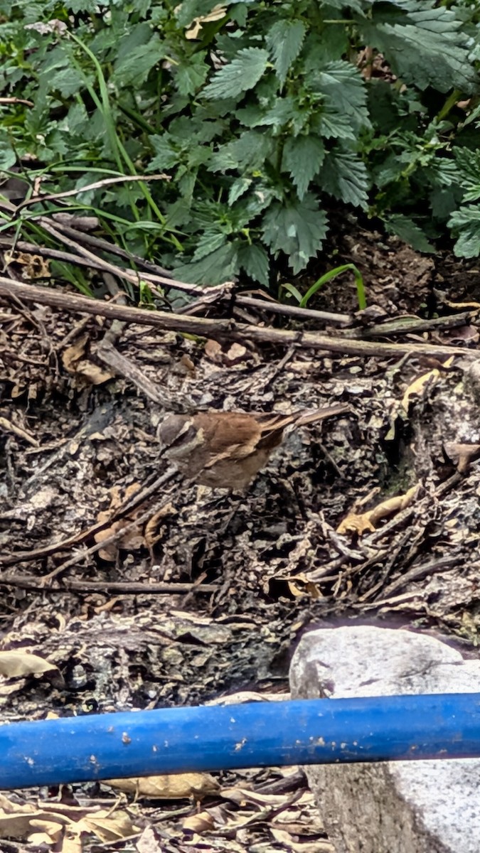 lysbukbergkall - ML644547474