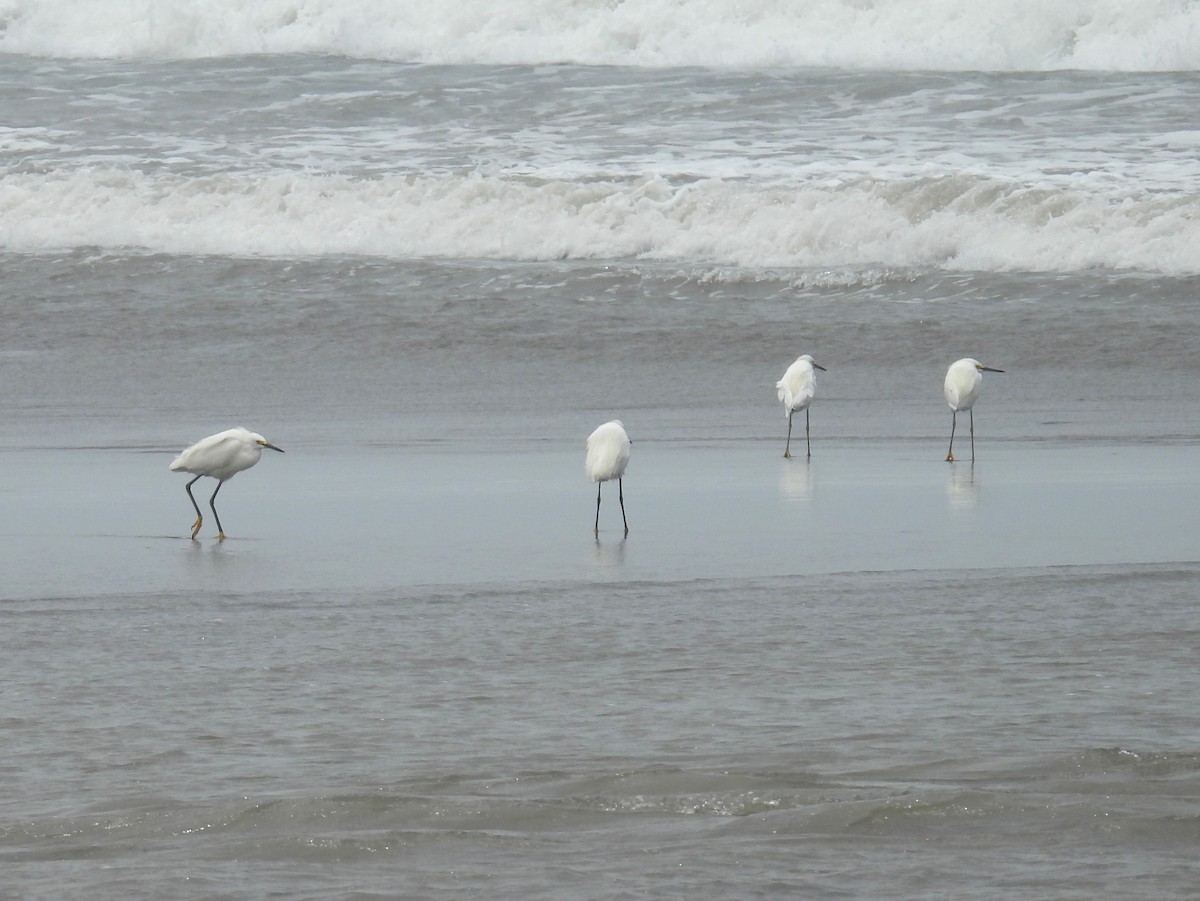 snøhegre - ML644547477