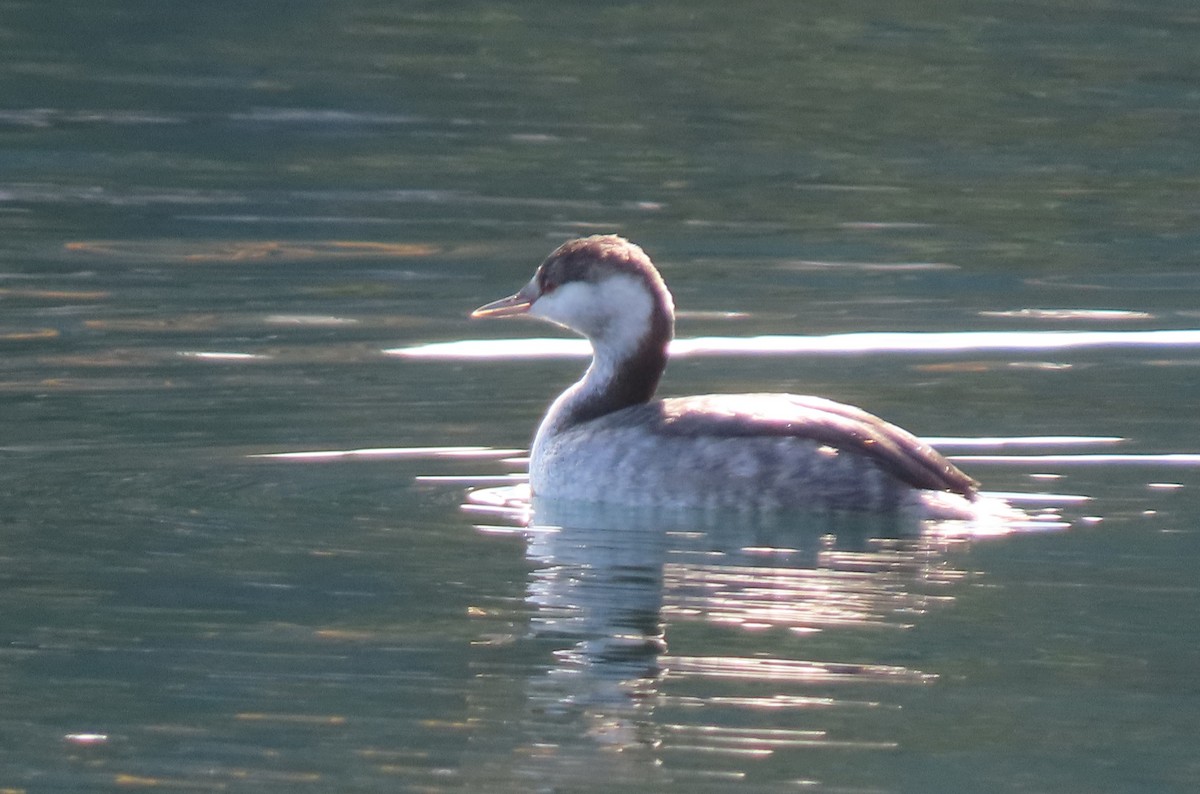 Ухаа шунгуур - ML644547479