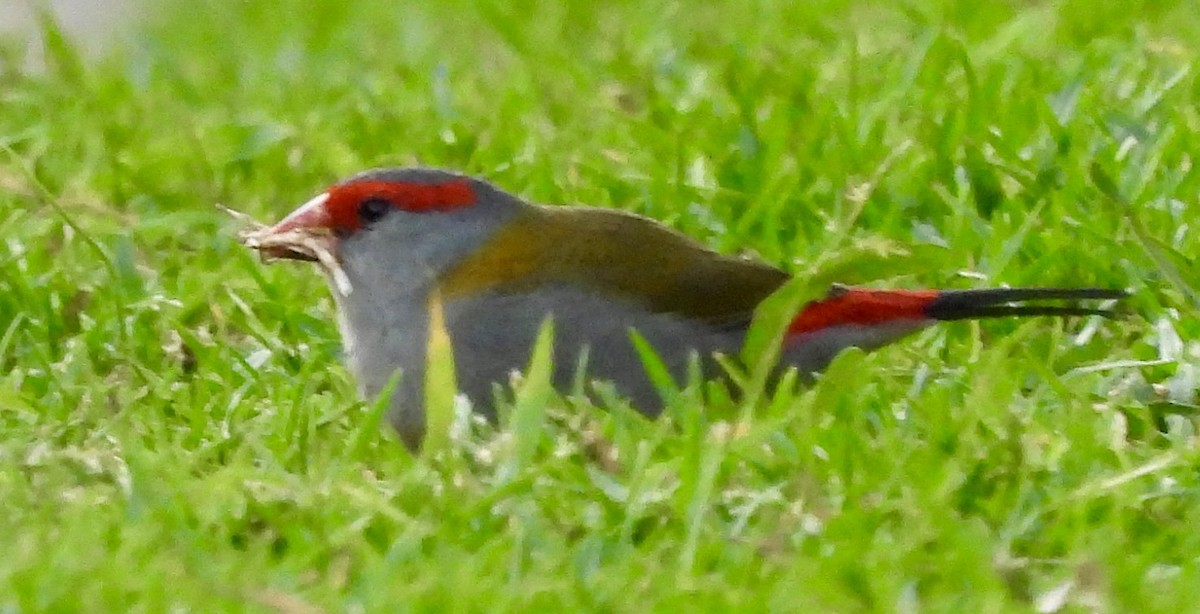 Red-browed Firetail - ML644547480