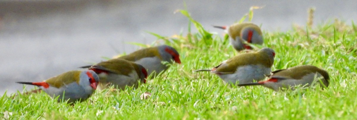 Red-browed Firetail - ML644547481