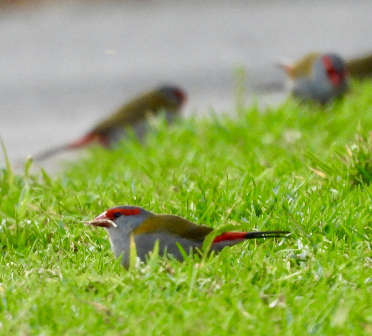 Red-browed Firetail - ML644547482