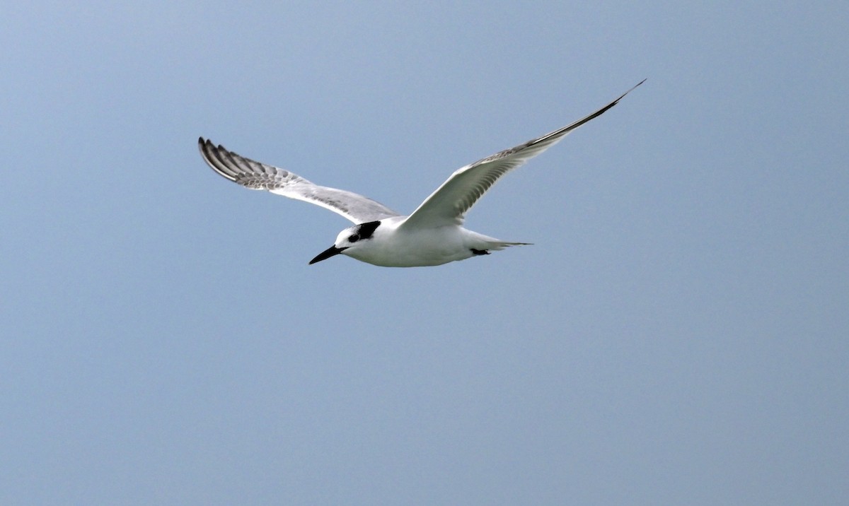 Sterne caugek - ML644547484