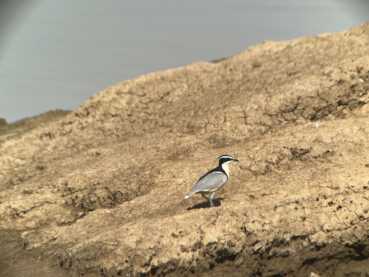 Pluvian fluviatile - ML644547486