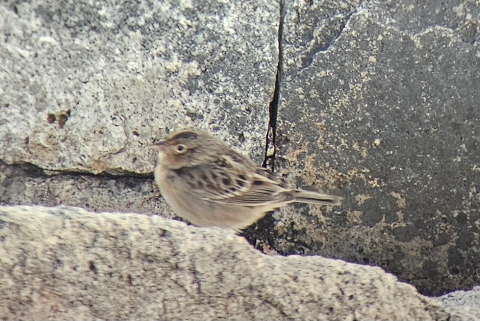 Grasshopper Sparrow - ML644547487