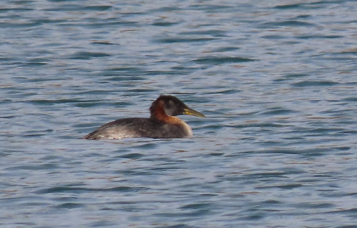 Red-necked Grebe - ML644547488