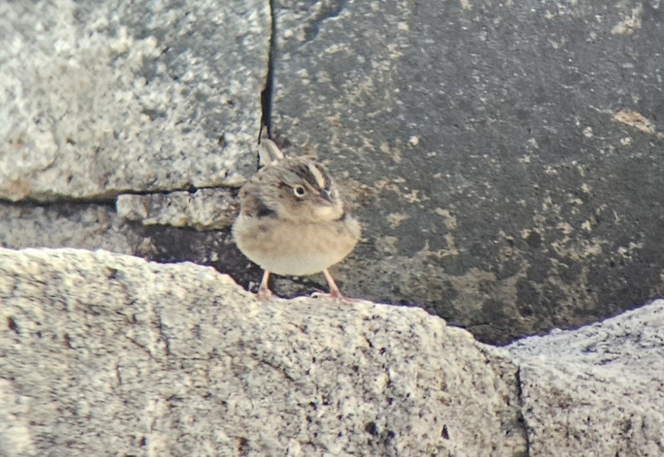 Grasshopper Sparrow - ML644547490