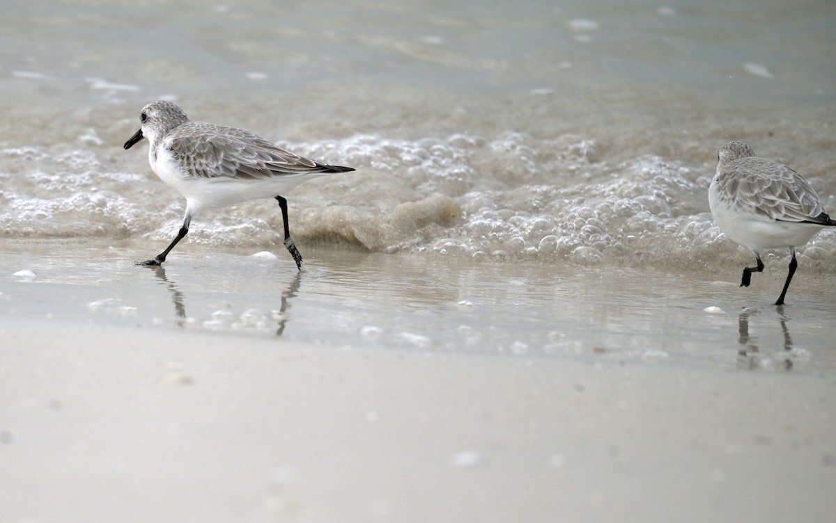 三趾濱鷸 - ML644547497