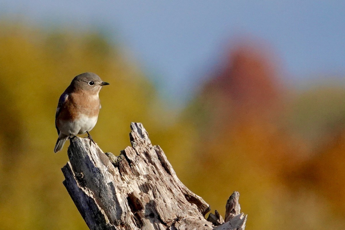 Eastern Bluebird - ML644547499