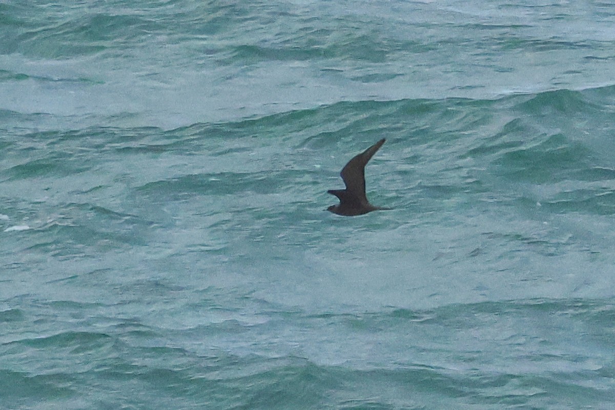 Parasitic Jaeger - ML644547500