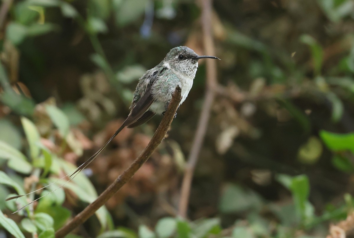 pinsettkolibri - ML644547502