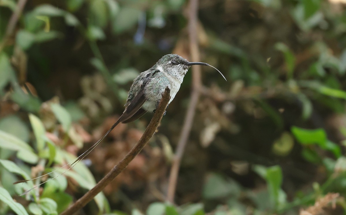 pinsettkolibri - ML644547503