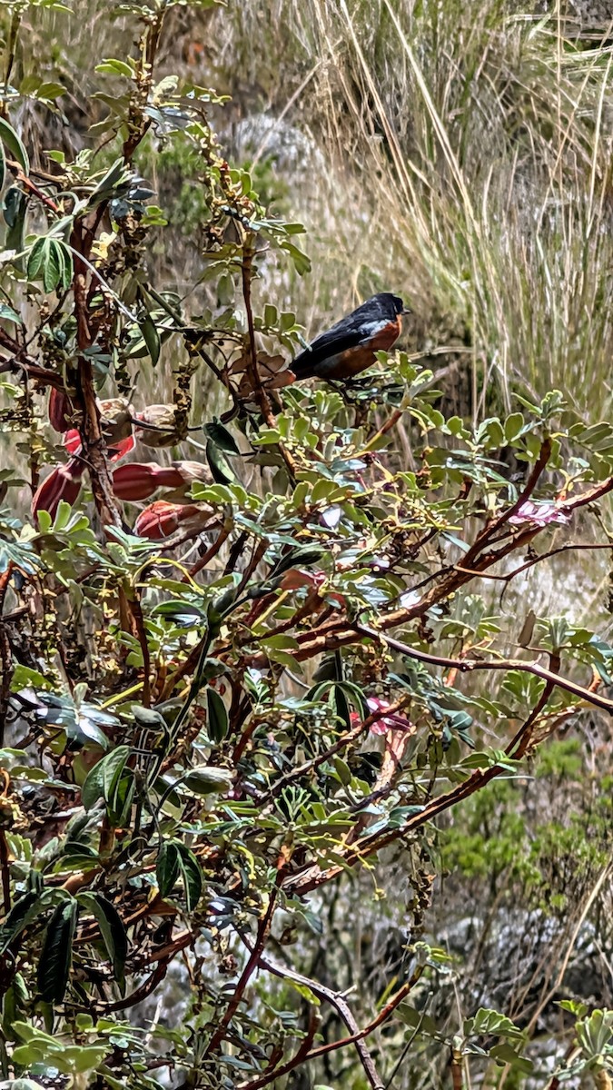 svartstrupeblomsterborer - ML644547504