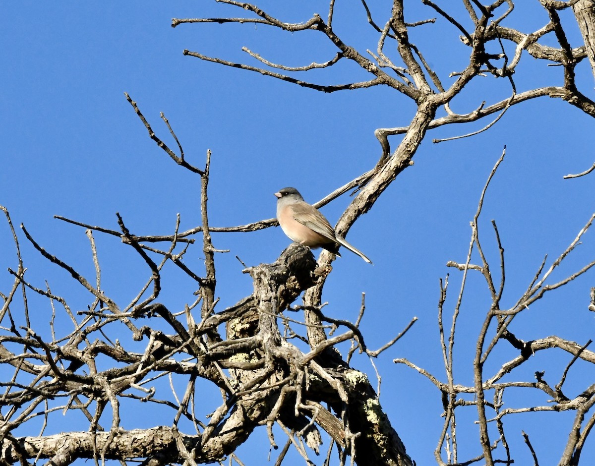 vinterjunko (mearnsi) - ML644547508