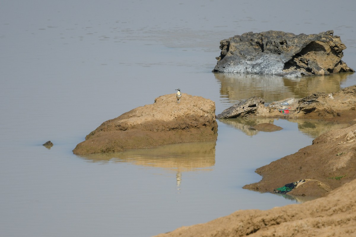 Pluvian fluviatile - ML644547510