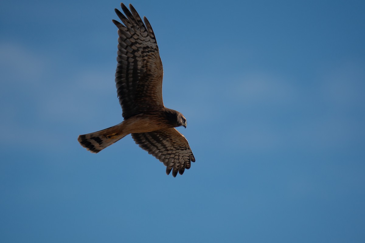 アメリカハイイロチュウヒ - ML644547512