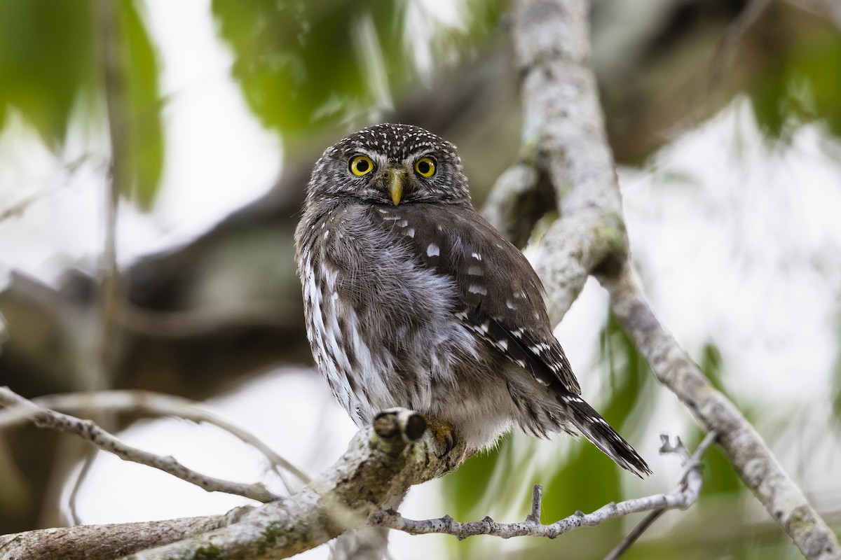 øgleugle - ML644547513