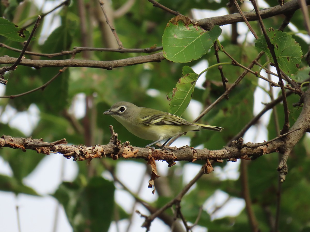 Blue-headed Vireo - ML644547514