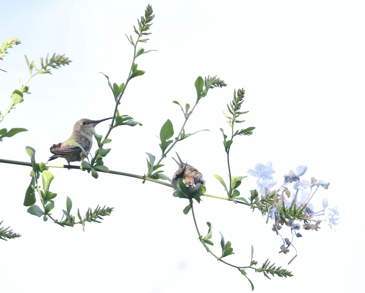 vesperkolibri - ML644547520